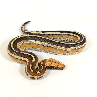 2025 Female Super Stripe Borneo Short Tail Python