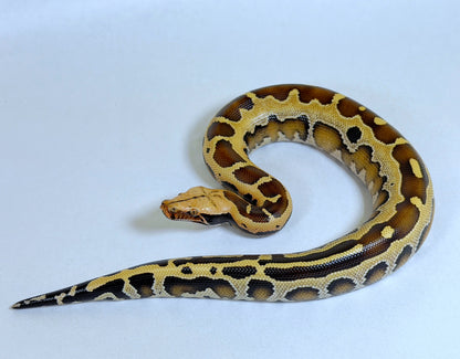 2025 Male Genetic Stripe Borneo Short Tail Python