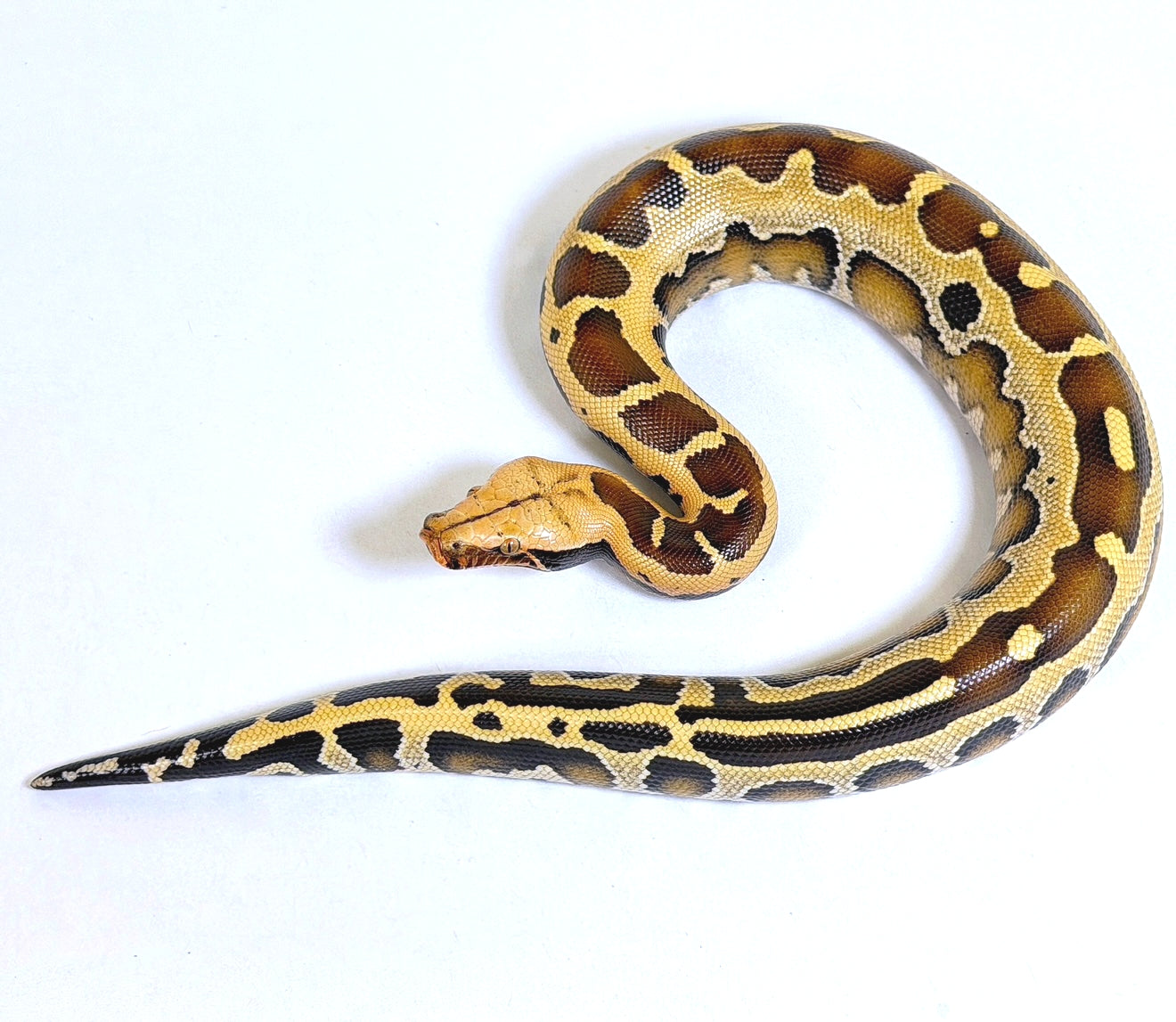 2025 Male Genetic Stripe Borneo Short Tail Python