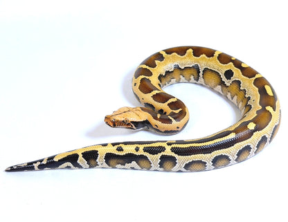 2025 Male Genetic Stripe Borneo Short Tail Python