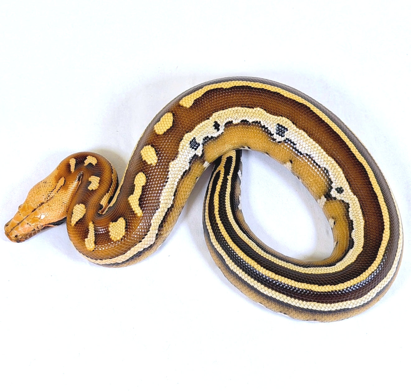 2025 Female Super Stripe Borneo Short Tail Python