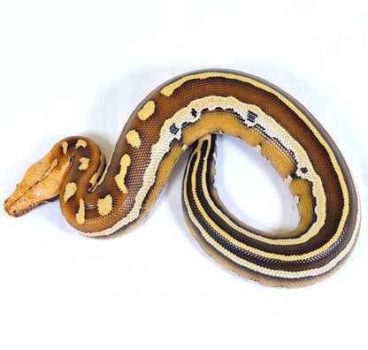 2025 Female Super Stripe Borneo Short Tail Python