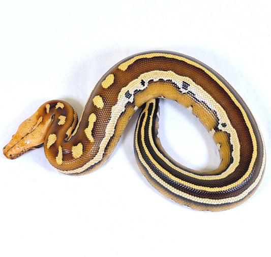 2025 Female Super Stripe Borneo Short Tail Python