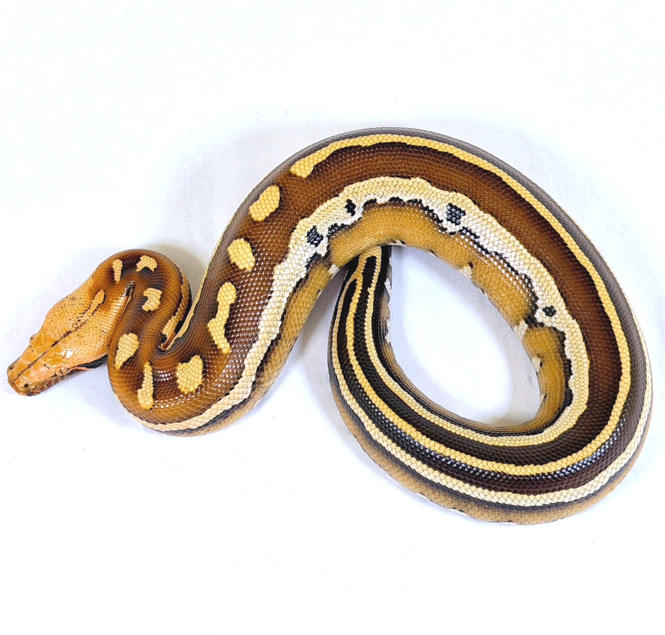 2025 Female Super Stripe Borneo Short Tail Python