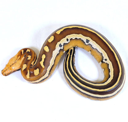 2025 Female Super Stripe Borneo Short Tail Python