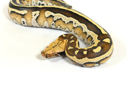 2025 Female Super Stripe Borneo Short Tail Python