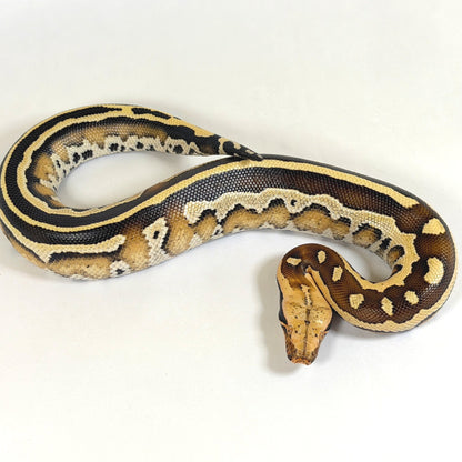 2025 Female Super Stripe Borneo Short Tail Python