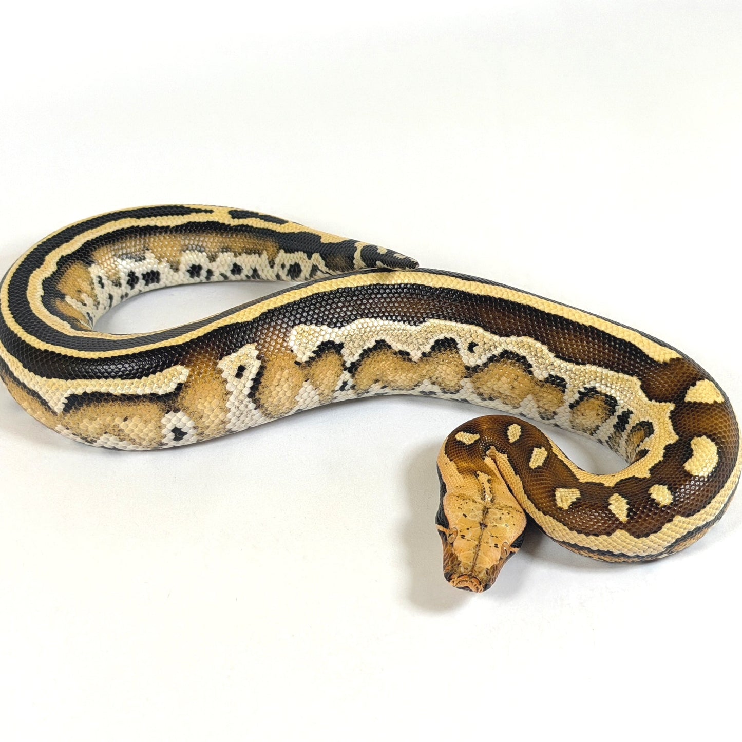 2025 Female Super Stripe Borneo Short Tail Python