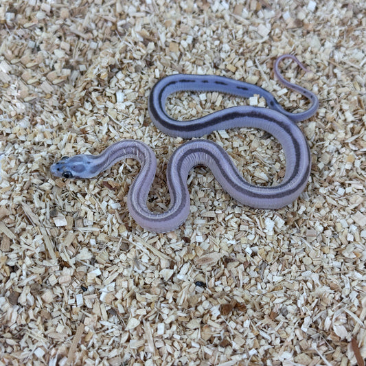 2025 Male Anery Stripe Scaleless  pos TH Amel Hypo Bloodred Corn Snake