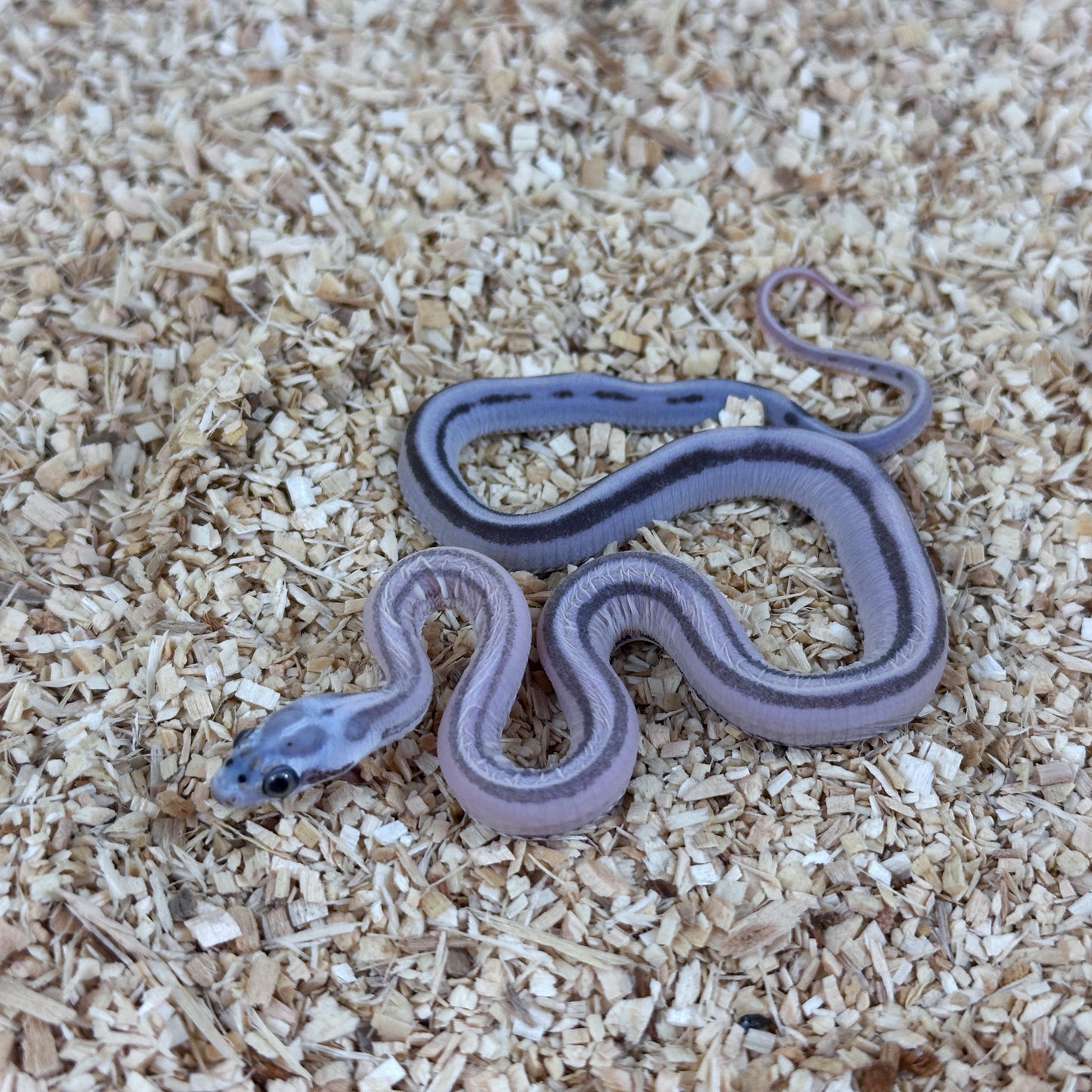 2025 Male Anery Stripe Scaleless  pos TH Amel Hypo Bloodred Corn Snake