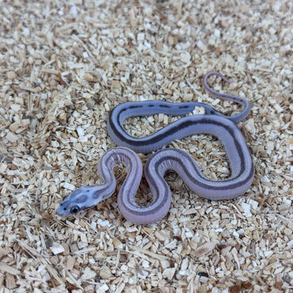 2025 Male Anery Stripe Scaleless  pos TH Amel Hypo Bloodred Corn Snake