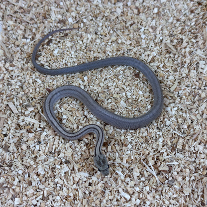 2025 Female Anery Stripe Het Scaleless pos TH Amel Hypo Bloodred Corn Snake