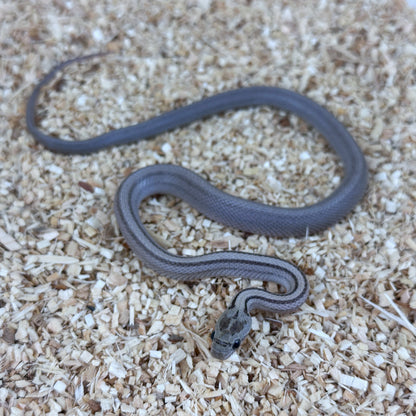2025 Female Anery Stripe Het Scaleless pos TH Amel Hypo Bloodred Corn Snake