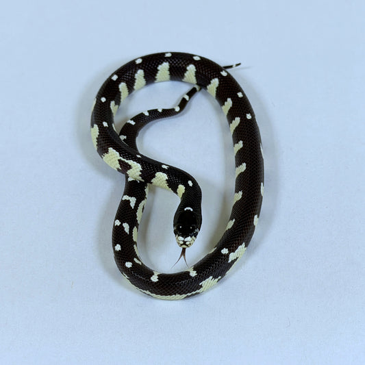 2025 Male Mosaic California Kingsnake