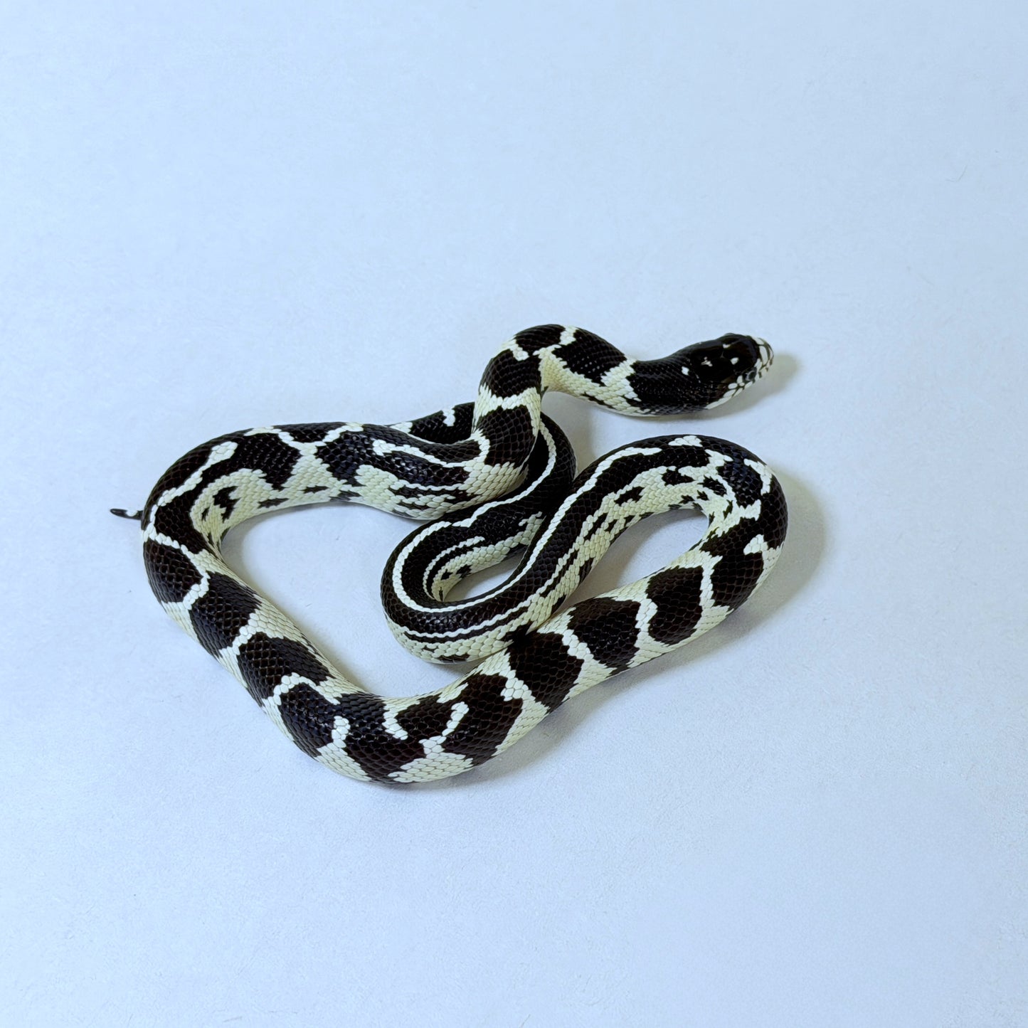 2025 Female Abberant California Kingsnake