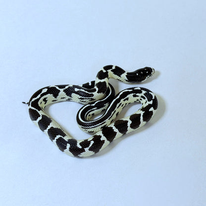 2025 Female Abberant California Kingsnake