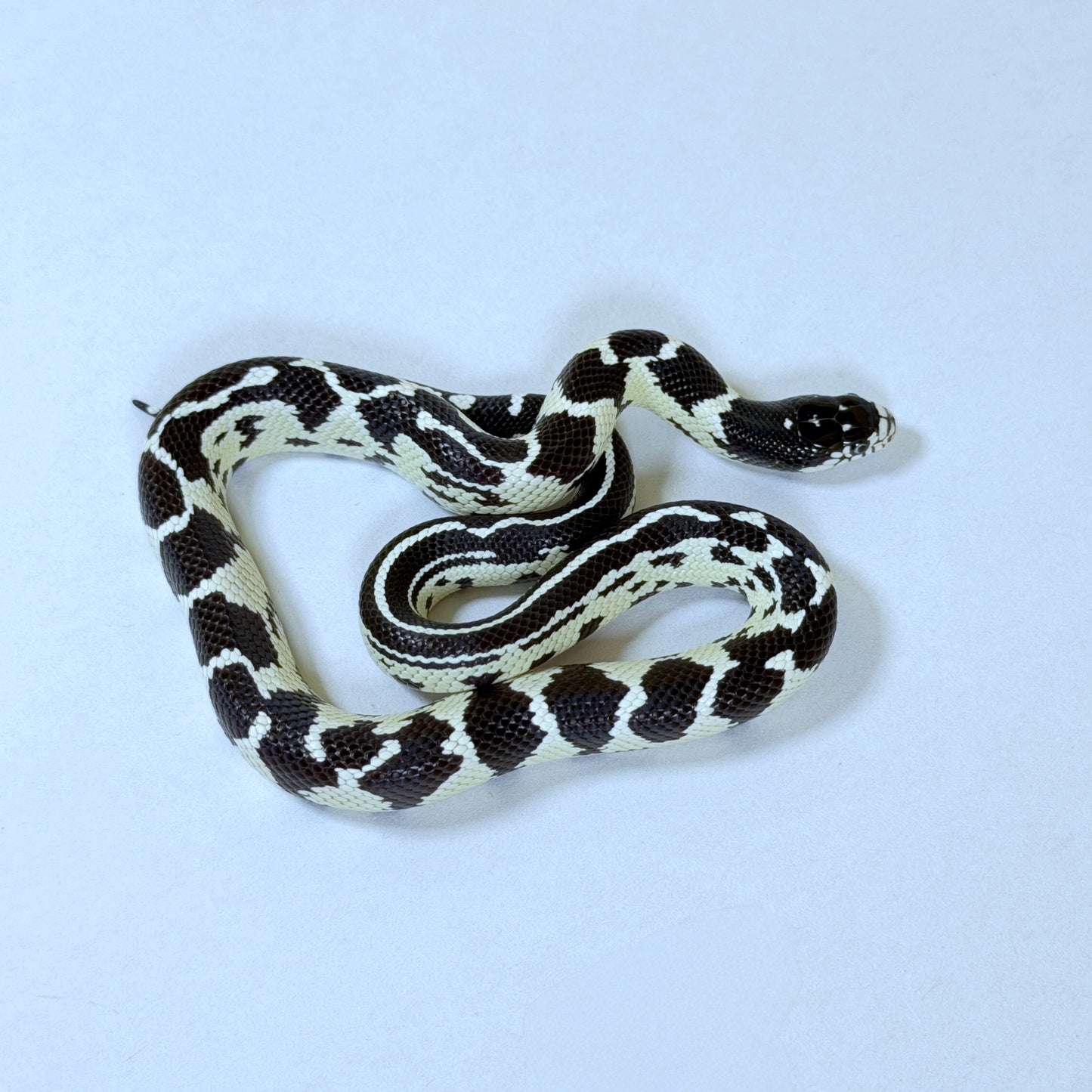2025 Female Abberant California Kingsnake
