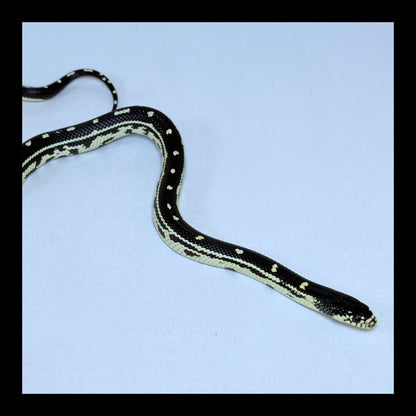 2025 Female Stripe/Dot California Kingsnake
