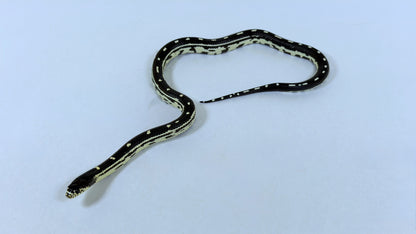 2025 Female Stripe/Dot California Kingsnake