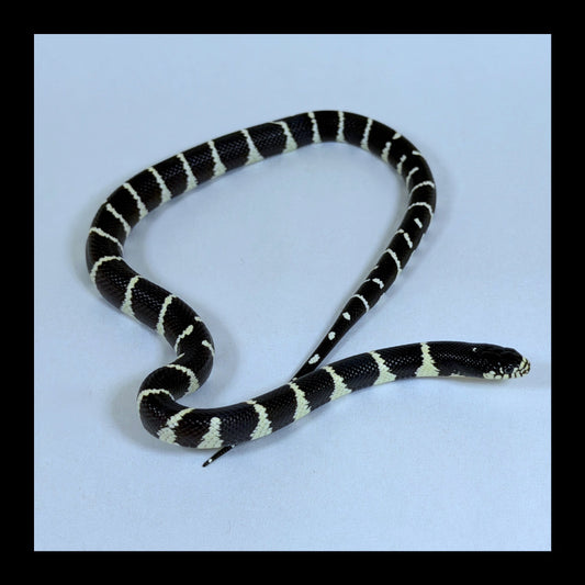 2025 Male Banded California Kingsnake