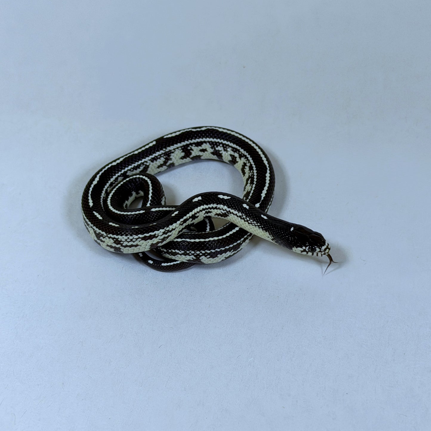 2025 Male Striped California Kingsnake
