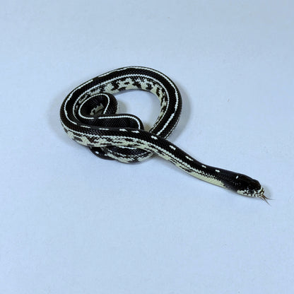 2025 Male Striped California Kingsnake