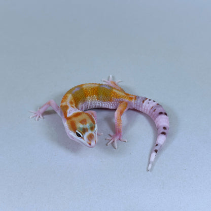 2025 Female W&Y Tangerine Bengal Cross Leopard Gecko