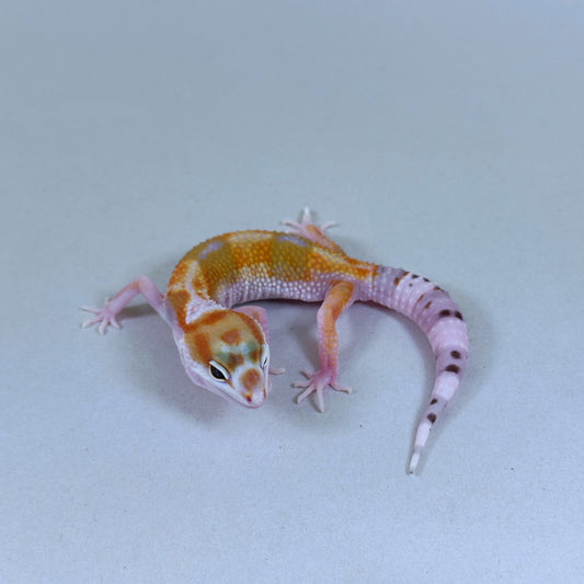 2025 Female W&Y Tangerine Bengal Cross Leopard Gecko