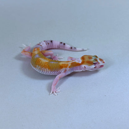 2025 Female W&Y Tangerine Bengal Cross Leopard Gecko