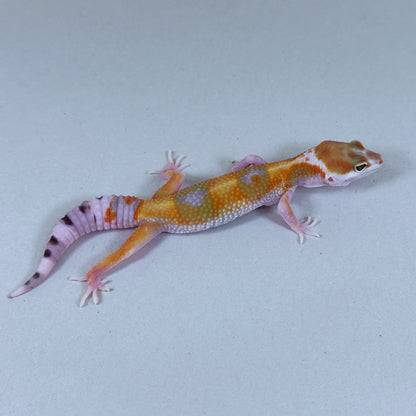 2025 Probable Male W&Y Tangerine Bengal Cross Leopard Gecko