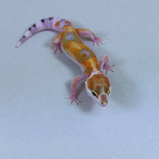 2025 Probable Male W&Y Tangerine Bengal Cross Leopard Gecko
