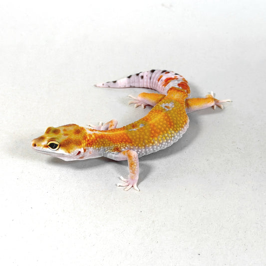 2025 Female W&Y Tangerine (Bengal/Joker Cross)