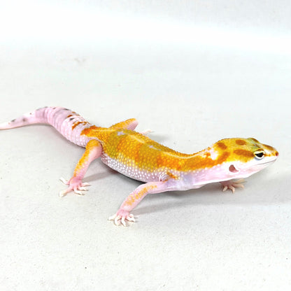 2025 Female White & Yellow Tangerine (Bengal/Joker Cross)