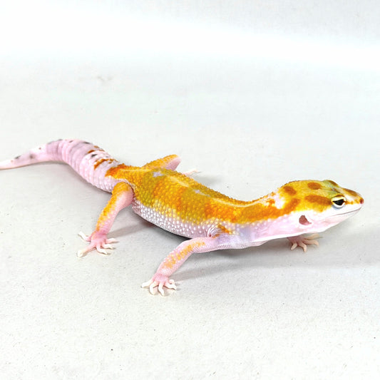 2025 Female White & Yellow Tangerine (Bengal/Joker Cross)