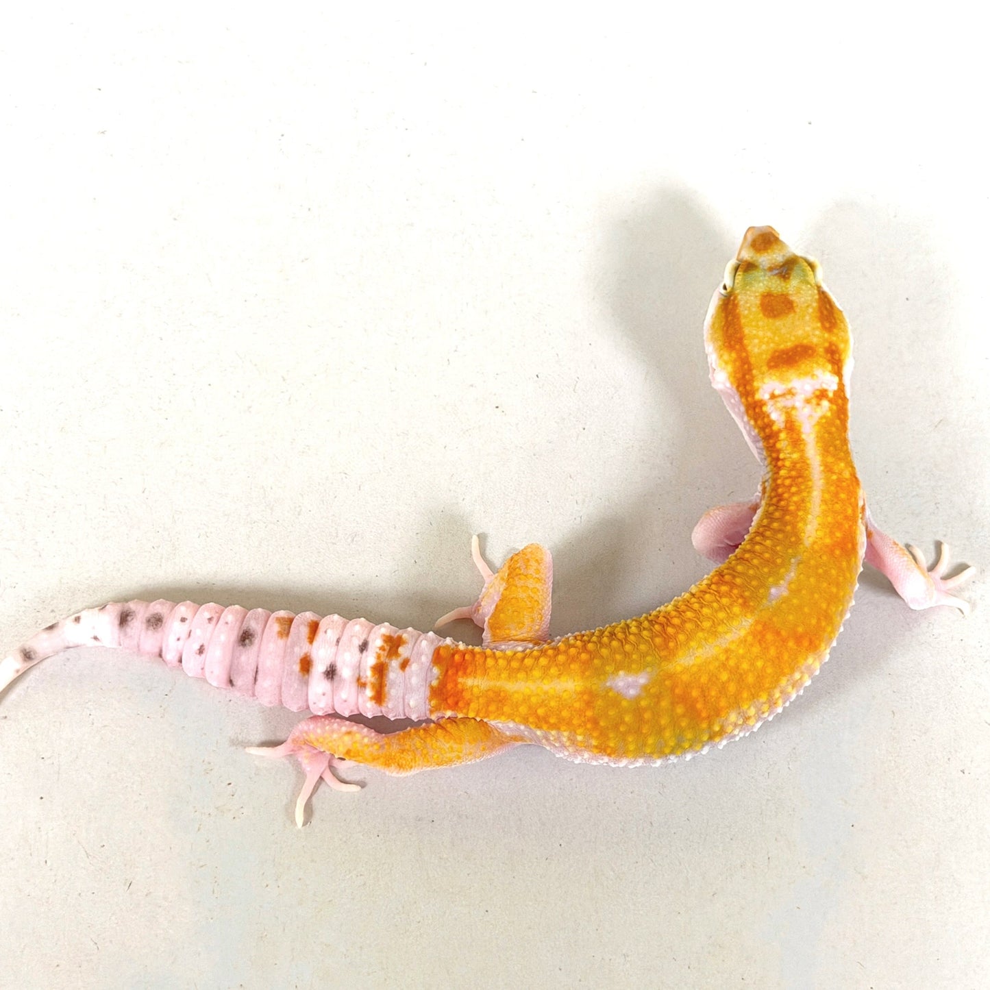 2025 Female White & Yellow Tangerine (Bengal/Joker Cross)