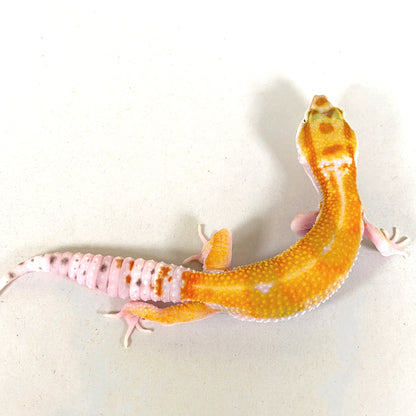 2025 Female White & Yellow Tangerine (Bengal/Joker Cross)