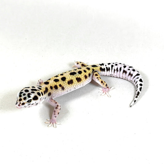 2025 Female Gem Snow Joker Cross