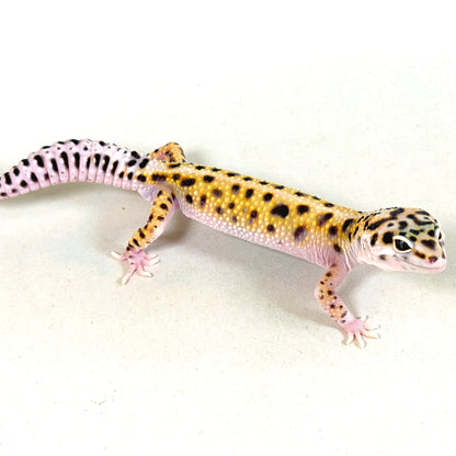 2025 Male Gem Snow Joker Cross (pos W&Y)