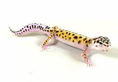 2025 Male Gem Snow Joker Cross (pos W&Y)