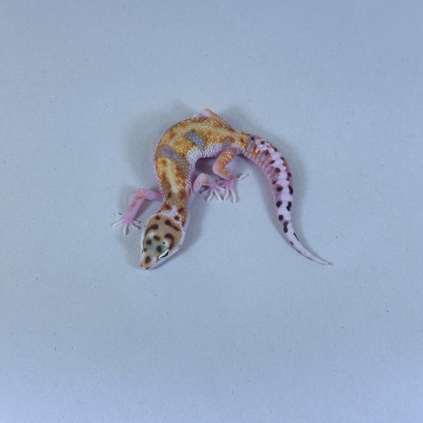 2025 Female ODDBALL W&Y Joker Project