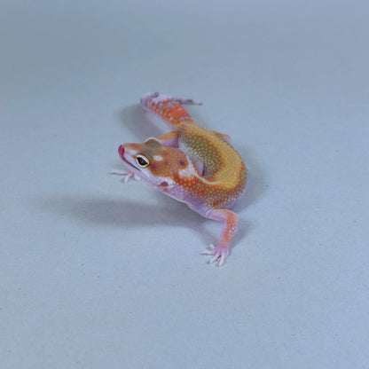 2025 Male Striped W&Y Joker Project