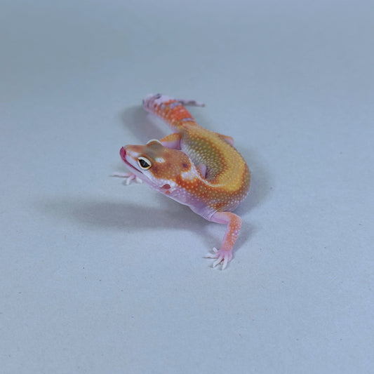 2025 Male Striped W&Y Joker Project