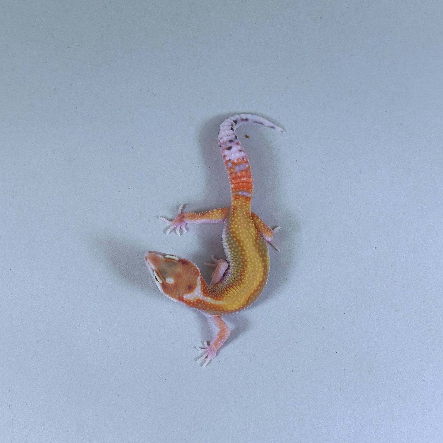 2025 Male Striped W&Y Joker Project