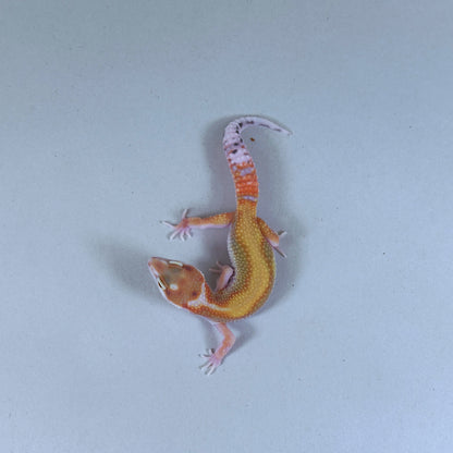 2025 Male Striped W&Y Joker Project