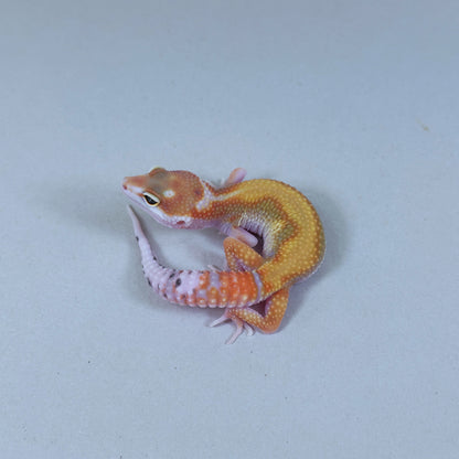 2025 Male Striped W&Y Joker Project