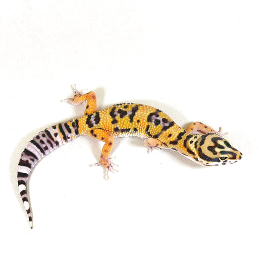 2025 Female Bengal Cross