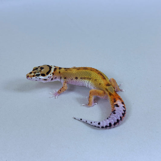 2025 Probable Male Striped Joker Project