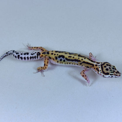 2025 Female Joker X Gem Snow Bold Cross