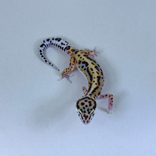 2025 Female Joker X Gem Snow Bold Cross