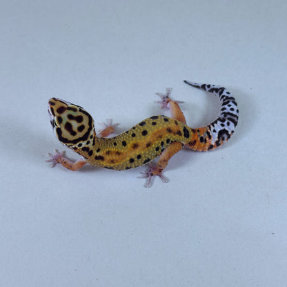 2025 Male Tangerine (Bengal X Tango Crush Cross)